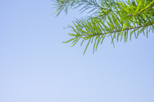 柏树枝叶局部与蓝色天空背景