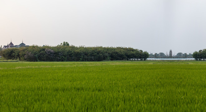 农村稻田