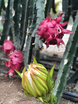 火龙果种植基地