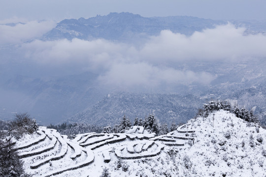 四川宜宾珙县鹿鸣茶山雪景