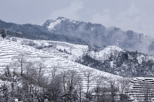 四川宜宾珙县鹿鸣茶山雪景