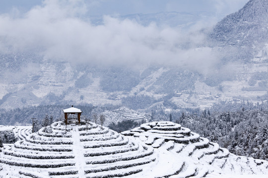 四川宜宾珙县鹿鸣茶山雪景