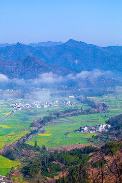 柯村油菜花