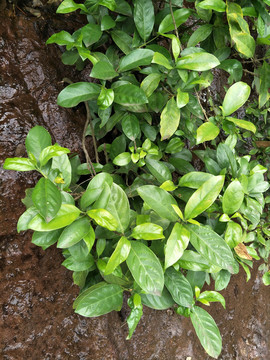 山野栀子花