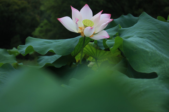 荷花