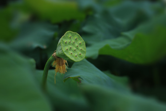 莲蓬