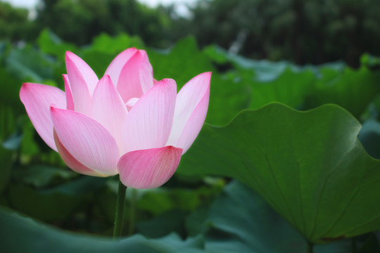 荷花