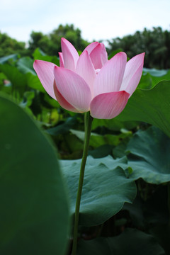 荷花