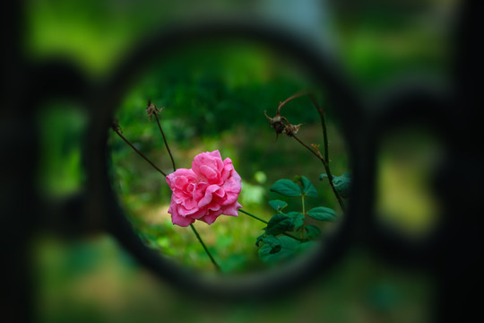 月季花