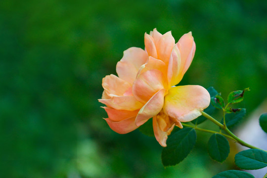 月季花