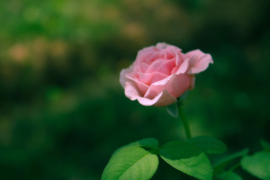 月季花