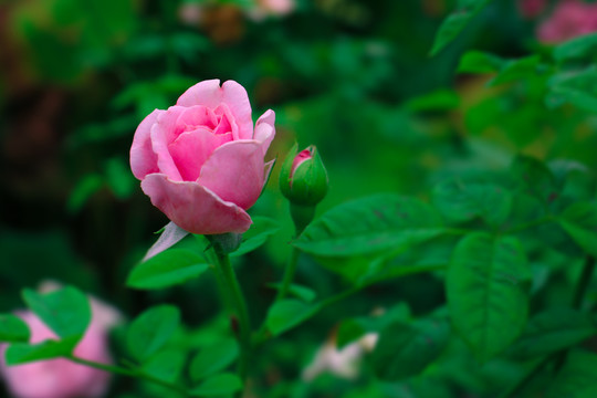 月季花