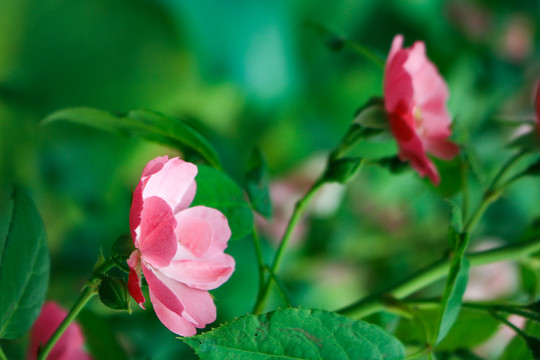 月季花