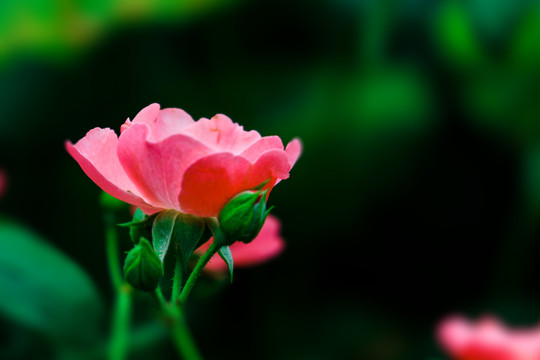 月季花