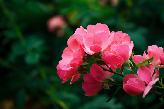 月季花