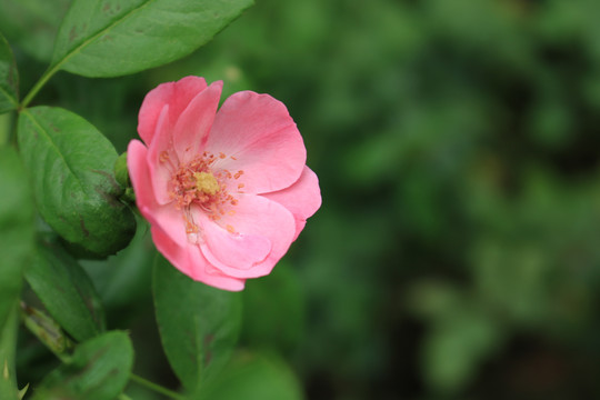 月季花