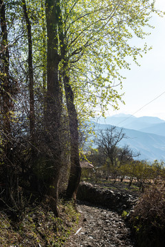 春满山野