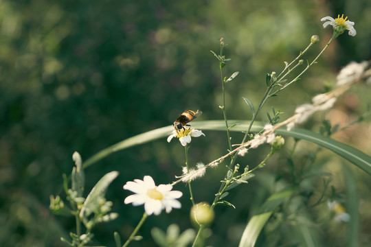 采蜜的蜜蜂