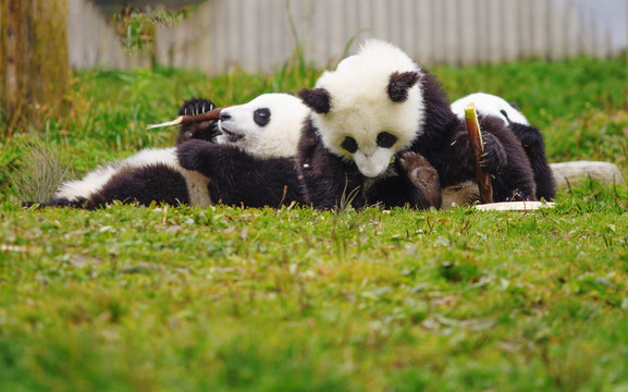 吃竹子熊猫宝宝