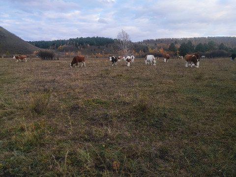 秋季森林草原牧场牛群