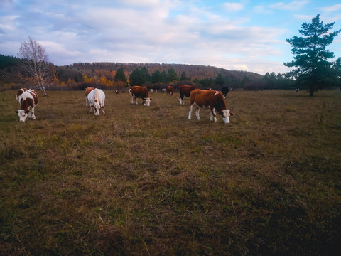 秋季草原牛群