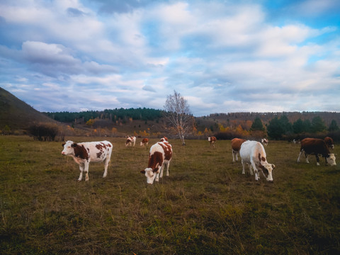 秋季草原牛群放牧