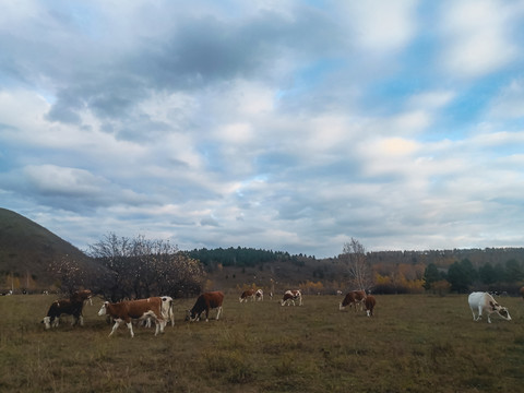 秋季草原牛群