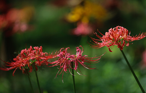 龙爪花