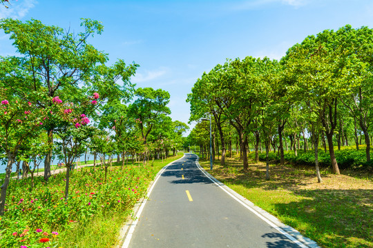 蓝天白云草地林荫道