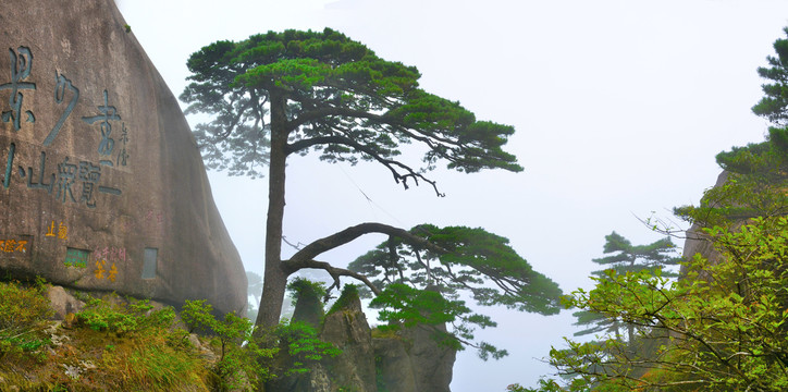 黄山迎客松