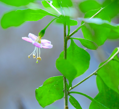 枸杞花