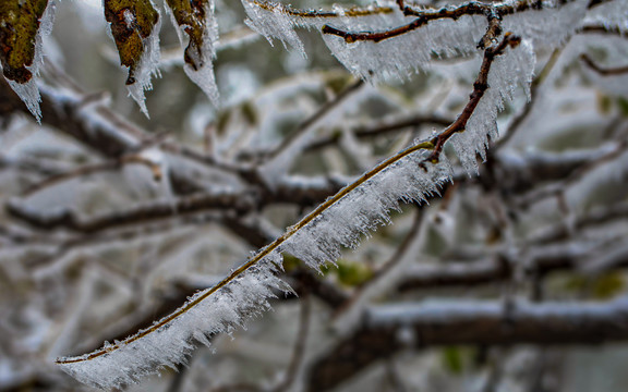 雪景大树