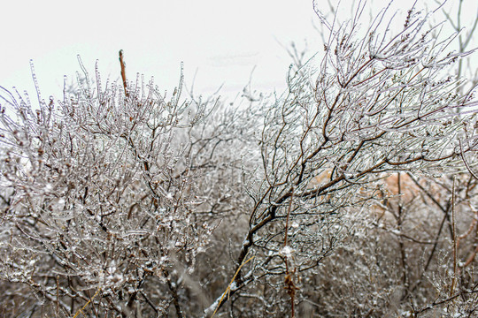 雪景大树