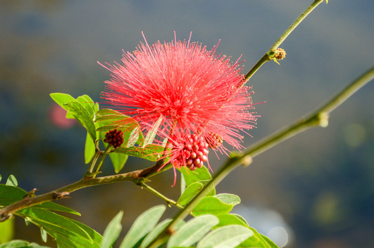 朱缨花