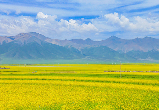 青海门源油菜花