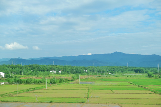 田野