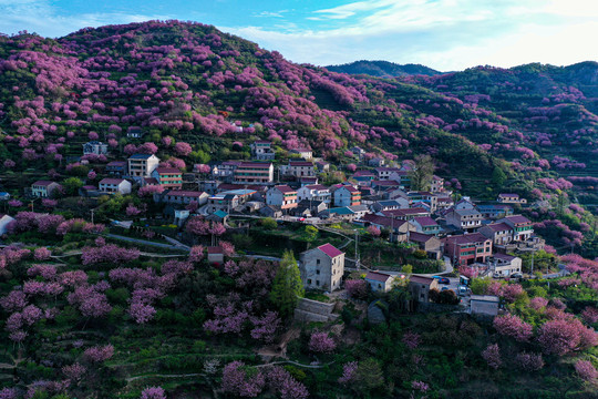 樱花盛开的村落