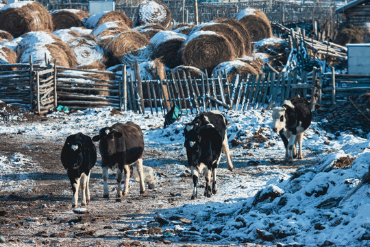 冬季乡村牛群