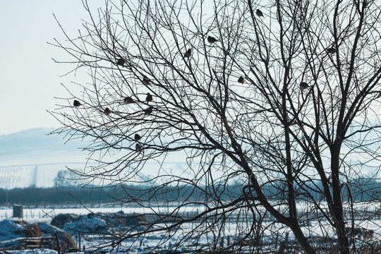 冬季树枝麻雀