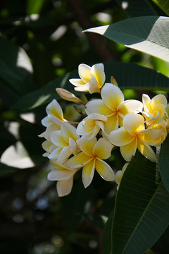 鸡蛋花树