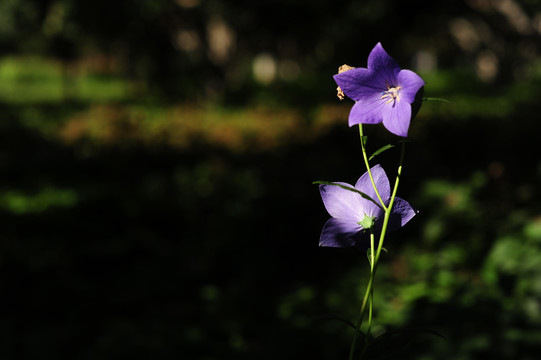 一朵紫色小花