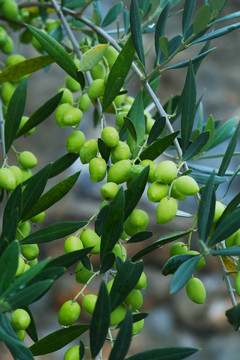 油橄榄树