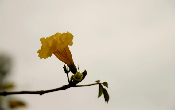 黄花风铃