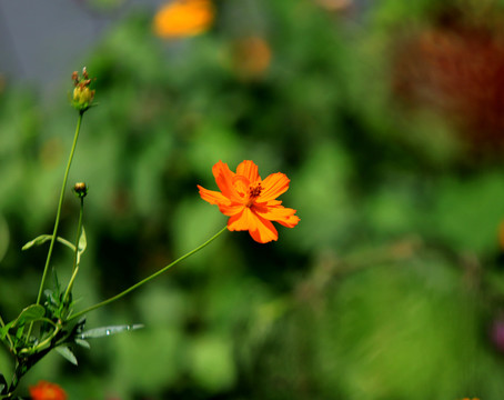 格桑花