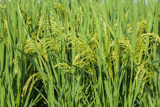 水稻生长期