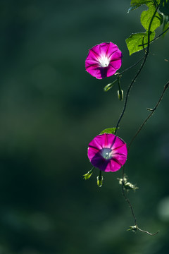 二朵红色牵牛花