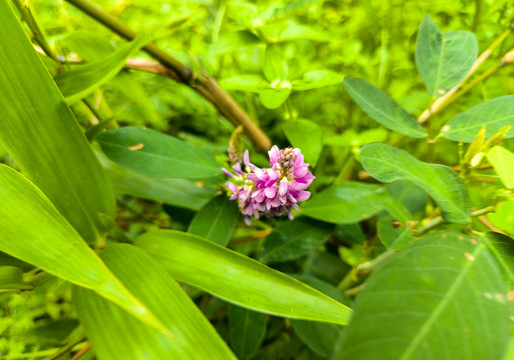 假地豆花特写