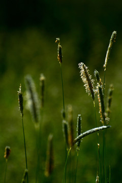 野草