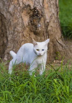 颐和园里的小野猫