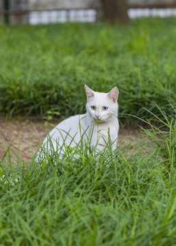 颐和园里的小野猫